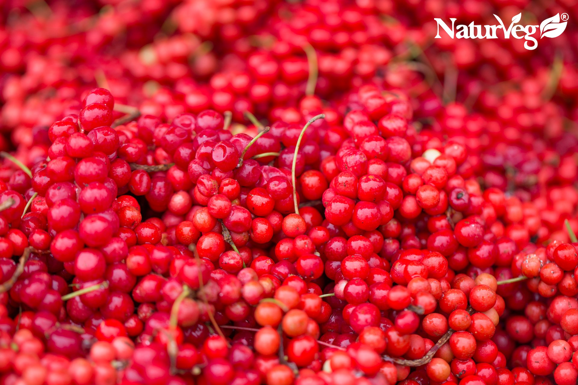 schisandra naturveg vitamina c